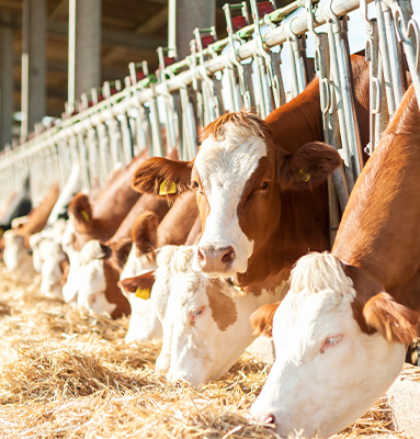 养殖场运料 清理