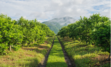 23小型挖掘机农林果园