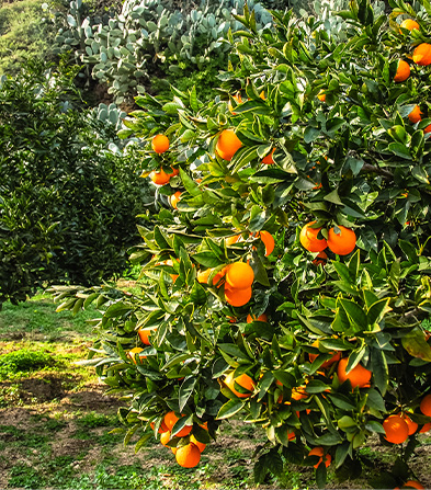 25小型挖掘机果园挖沟施肥