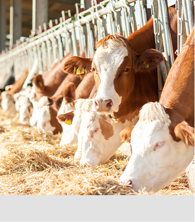 25小型挖掘机农场物资搬运