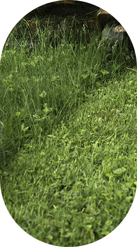 550履带式遥控割草机效果展示