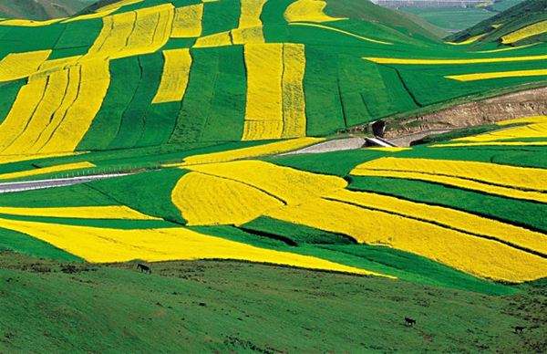 中国农业已迈入“高成本”时代,如何提升竞争力?